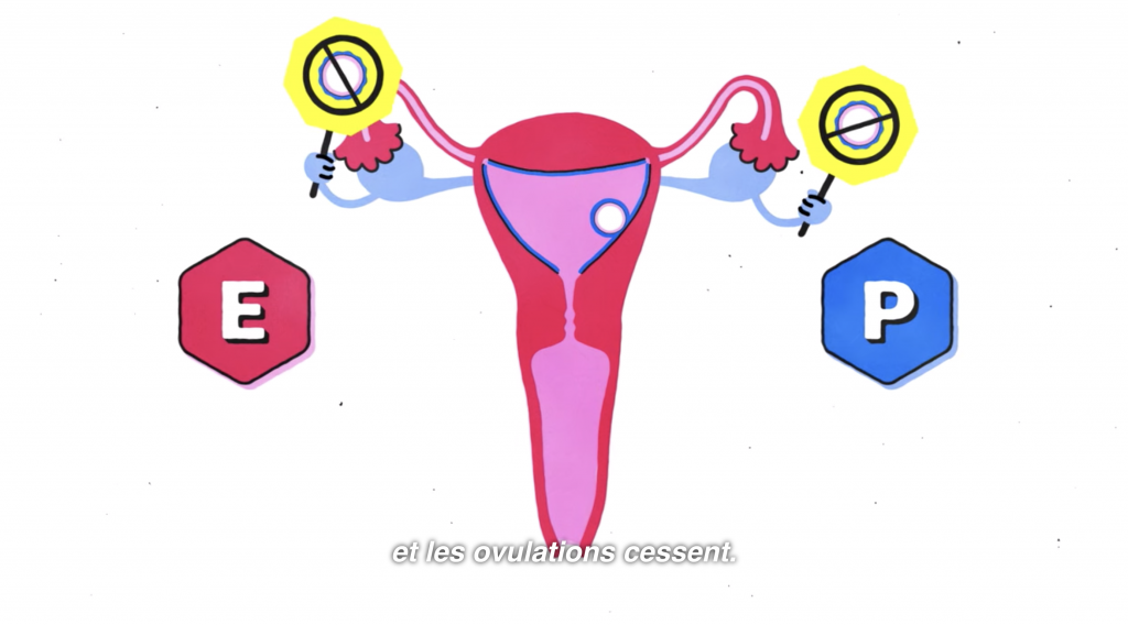 En phase progestative, aucune ovulation n'est possible. 